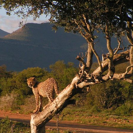 Samara Karoo Reserve Villa Graaff-Reinet Kültér fotó